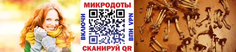 omg онион  Городище  Псилоцибиновые грибы прущие грибы 